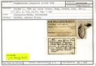 Karteikarte zum Holotyp von Polymorphina lingulata Stache, 1864